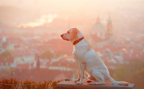 Consejos para recuperar a un perro perdido