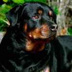 El Rottweiler