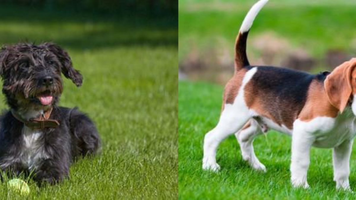 cual es la diferencia entre un beagle y un aguilucho