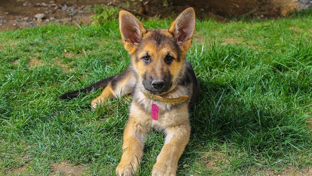 pueden los perros saber si estás triste