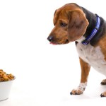 Tipos de alimentación para perros